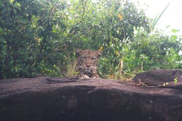Leopard im Tsavo West Park