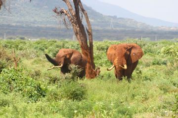 Elefanten im Tsavo Ostpark