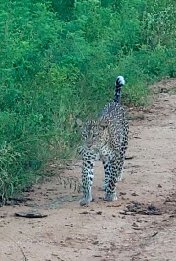 Leopard im Tsavo West