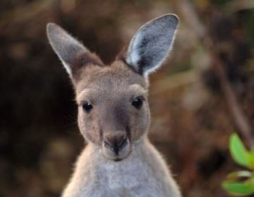 Kangoroo